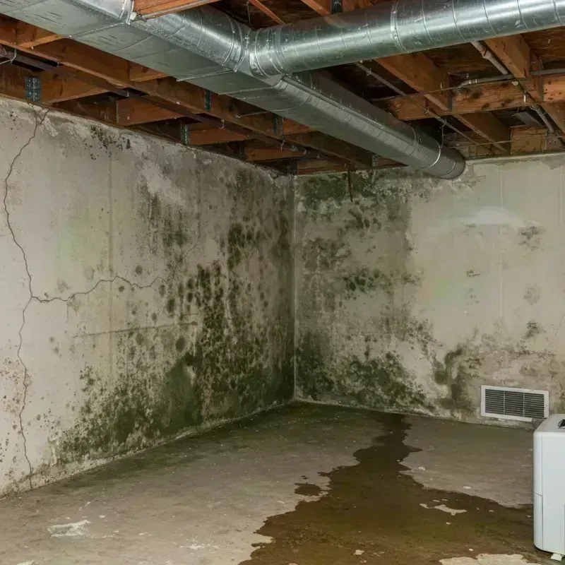 Professional Mold Removal in Sangamon County, IL